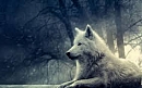 Entre Princesas E Lobos