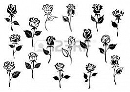 reunion of roses