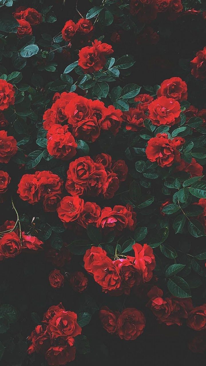 red flowers