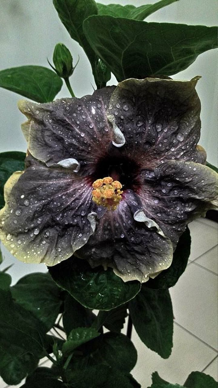 Hibiscus - Thorki
