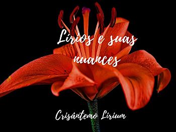 Lilies and their nuances