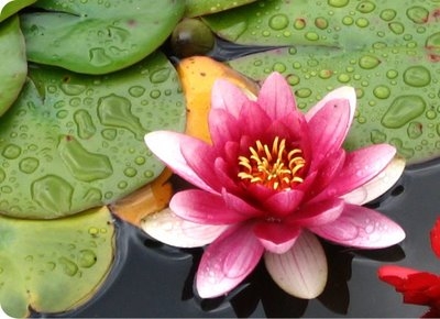 Guren - Red Lotus