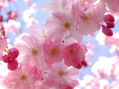 cherry blindness