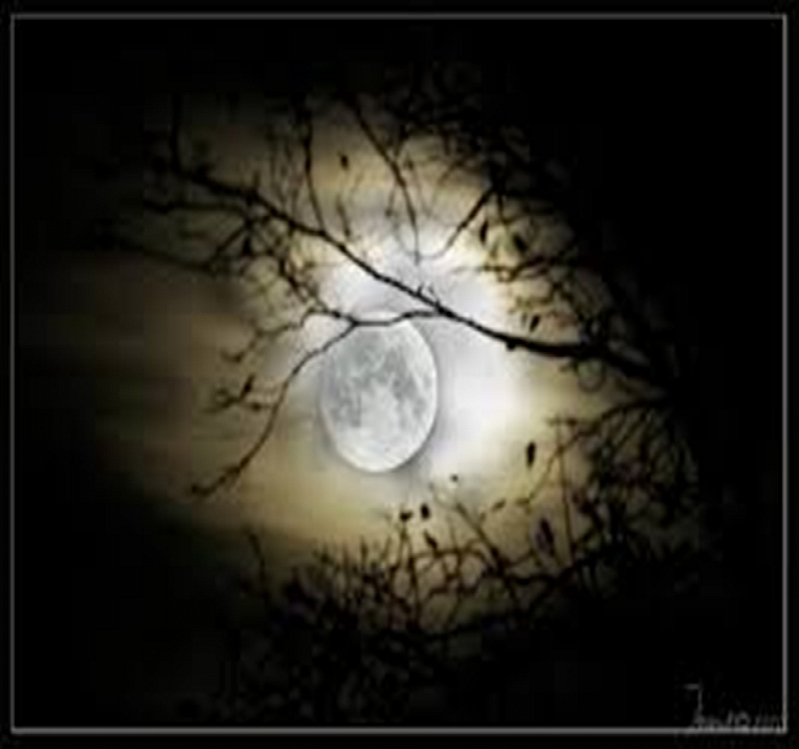 Dark Nights