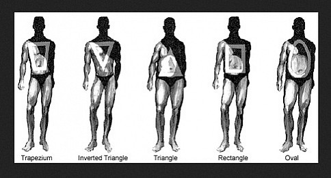 About body shapes