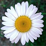 daisies