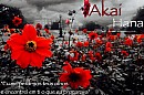 Akai Hana