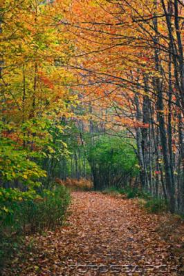 The Sounds of Winds and Trees