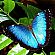 MorphANNAzul