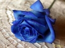 Blue Bird
