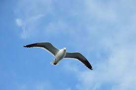 Seagulls Love It Too. . .