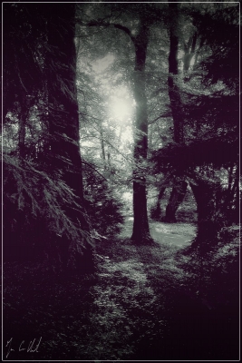 the Forest