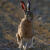 smallhare