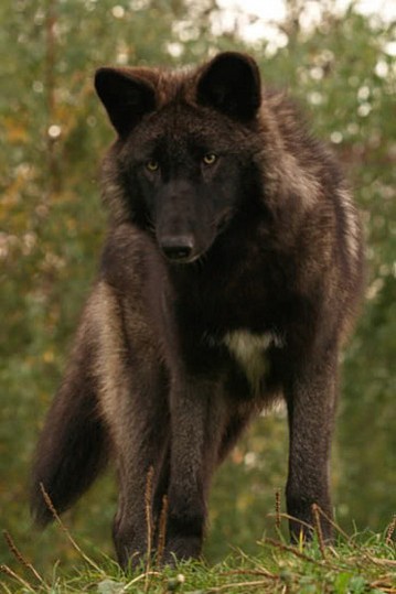 My Wolf Pack Book I