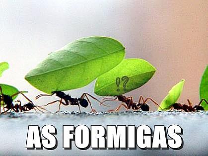 the ants