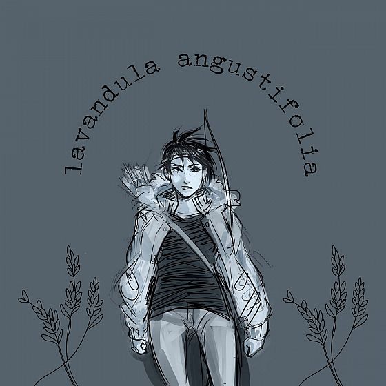 Lavandula Angustifolia