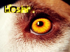 Hoshi