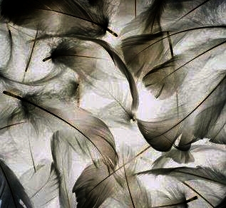 Ephemera