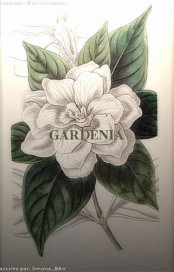 Gardenia: Faberry