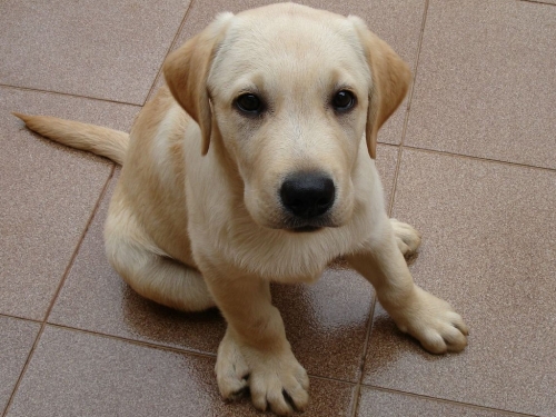My Charlie