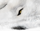 Bleach - Mysterious Blizzard