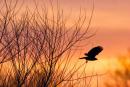 Blackbird Fly