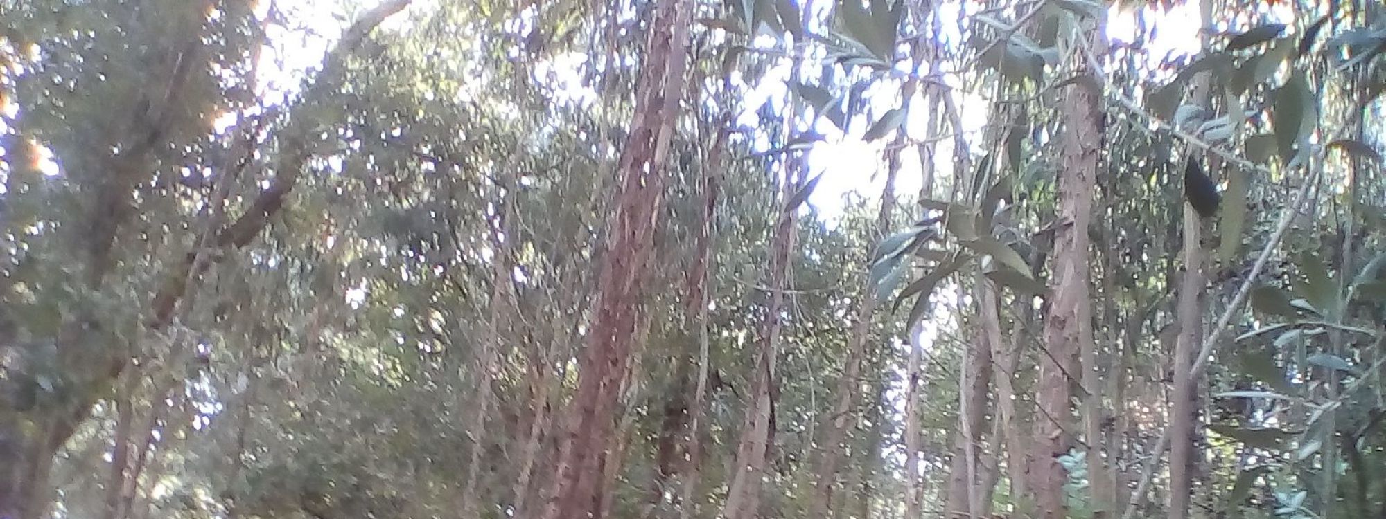 Lahi