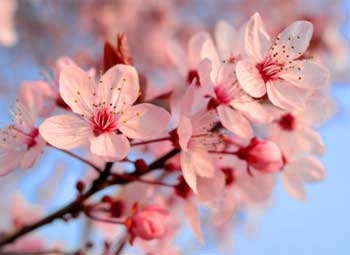 Spring