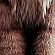 Indominus