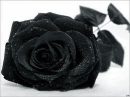 Rose Bell