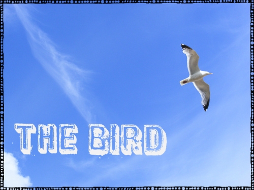 The Bird