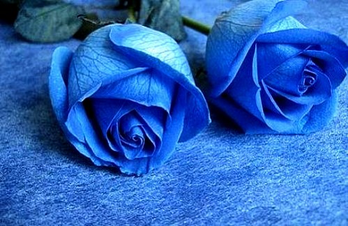 the blue rose